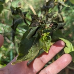 Mirabilis jalapa at Melba, ACT - 22 May 2024 11:44 AM