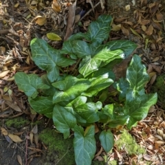 Arum italicum (Italian Arum) at Melba, ACT - 22 May 2024 by rbannister