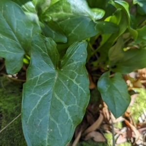 Arum italicum at Melba, ACT - 22 May 2024 11:46 AM