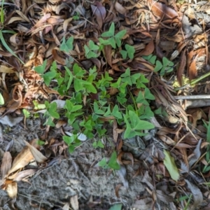 Oxalis latifolia at Melba, ACT - 22 May 2024