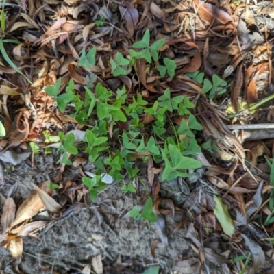 Oxalis latifolia (Fishtail Oxalis) at Melba, ACT - 22 May 2024 by rbannister