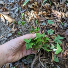 Oxalis latifolia at Melba, ACT - 22 May 2024