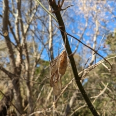 Acer negundo (Box Elder) at Melba, ACT - 22 May 2024 by rbannister