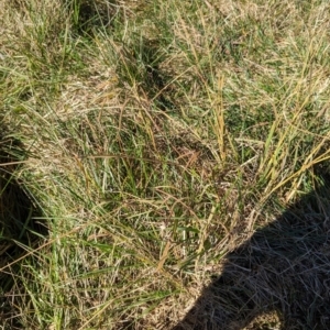 Paspalum dilatatum at Melba, ACT - 22 May 2024 11:52 AM