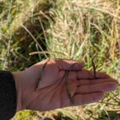 Paspalum dilatatum at Melba, ACT - 22 May 2024 11:52 AM