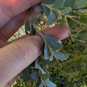 Acacia cultriformis at Melba, ACT - 22 May 2024