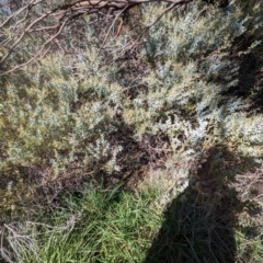 Acacia cultriformis at Melba, ACT - 22 May 2024 11:52 AM