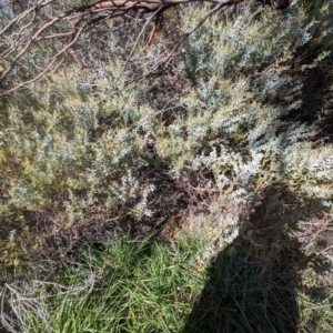 Acacia cultriformis at Melba, ACT - 22 May 2024 11:52 AM