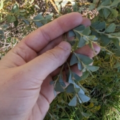 Acacia cultriformis at Melba, ACT - 22 May 2024