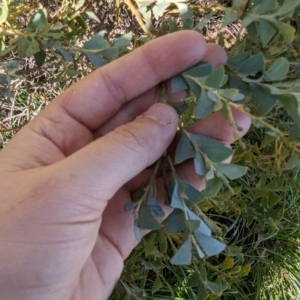 Acacia cultriformis at Melba, ACT - 22 May 2024 11:52 AM