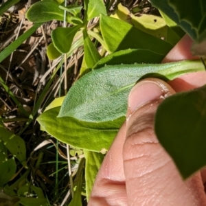 Dimorphotheca ecklonis at Melba, ACT - 22 May 2024