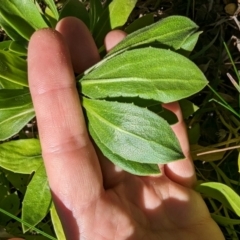 Dimorphotheca ecklonis at Melba, ACT - 22 May 2024