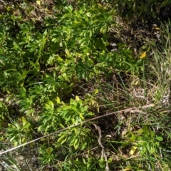 Dimorphotheca ecklonis at Melba, ACT - 22 May 2024