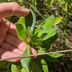 Dimorphotheca ecklonis at Melba, ACT - 22 May 2024