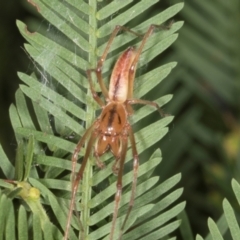 Cheiracanthium gracile (Slender sac spider) at Turner, ACT - 22 May 2024 by AlisonMilton