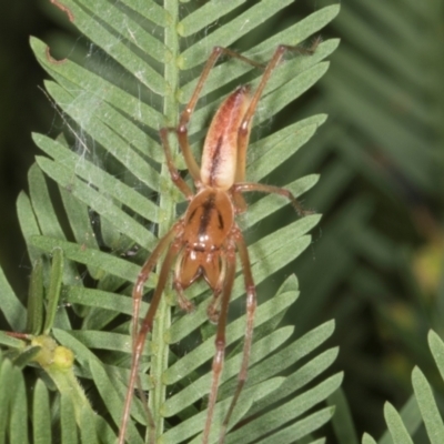 Cheiracanthium gracile (Slender sac spider) at Turner, ACT - 22 May 2024 by AlisonMilton