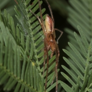 Cheiracanthium gracile at Turner, ACT - 22 May 2024