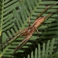 Cheiracanthium gracile at Turner, ACT - 22 May 2024