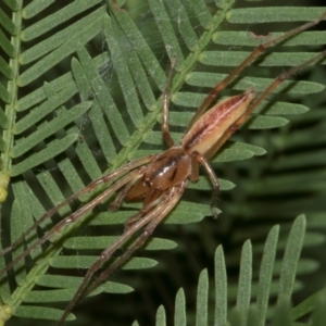 Cheiracanthium gracile at Turner, ACT - 22 May 2024