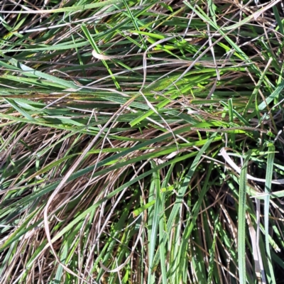 Nassella neesiana (Chilean Needlegrass) at Hackett, ACT - 22 May 2024 by abread111