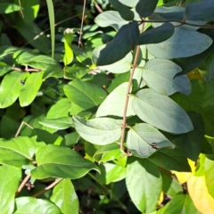 Lonicera japonica (Japanese Honeysuckle) at Hackett, ACT - 22 May 2024 by abread111