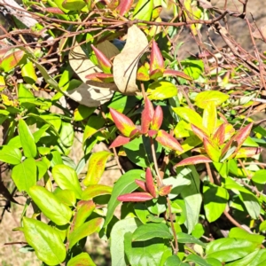 Lonicera japonica at Mount Ainslie - 22 May 2024
