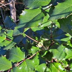 Berberis aquifolium (Oregon Grape) at Mount Ainslie - 22 May 2024 by abread111