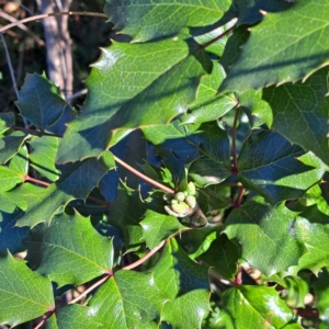 Berberis aquifolium at Mount Ainslie - 22 May 2024