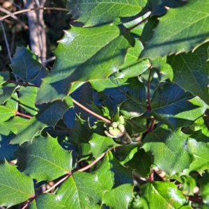 Berberis aquifolium at Mount Ainslie - 22 May 2024 02:09 PM