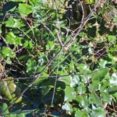 Berberis aquifolium at Mount Ainslie - 22 May 2024