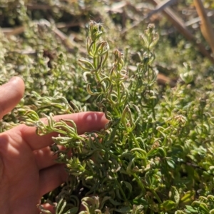 Galium aparine at Melba, ACT - 22 May 2024 12:00 PM