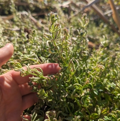 Galium aparine (Goosegrass, Cleavers) at Melba, ACT - 22 May 2024 by rbannister