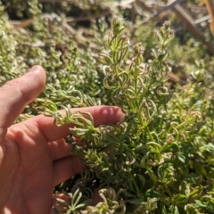 Galium aparine at Melba, ACT - 22 May 2024