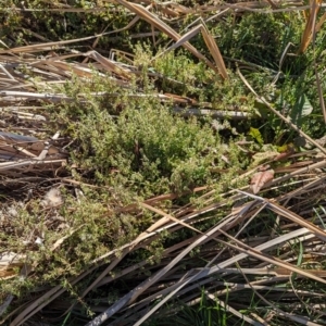 Galium aparine at Melba, ACT - 22 May 2024 12:00 PM