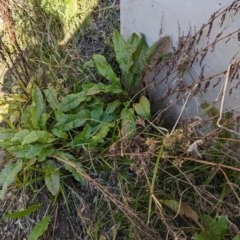 Rumex crispus (Curled Dock) at Melba, ACT - 22 May 2024 by rbannister