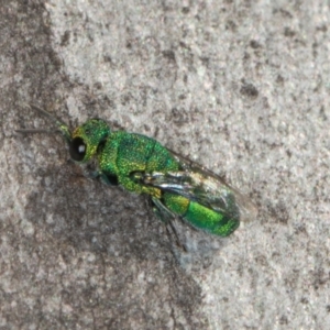 Chrysididae (family) at Scullin, ACT - 22 May 2024