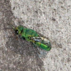 Chrysididae (family) (Cuckoo wasp or Emerald wasp) at Scullin, ACT by AlisonMilton