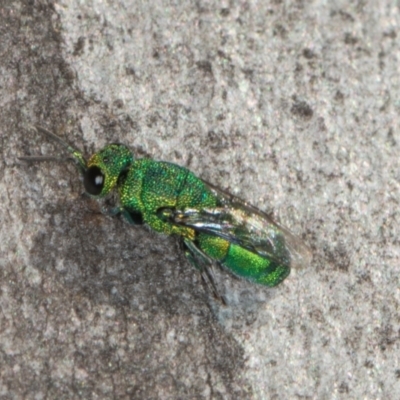 Chrysididae (family) (Cuckoo wasp or Emerald wasp) at Scullin, ACT - 22 May 2024 by AlisonMilton