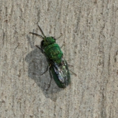 Chrysididae (family) at Scullin, ACT - 22 May 2024