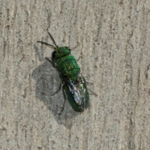 Chrysididae (family) at Scullin, ACT - 22 May 2024