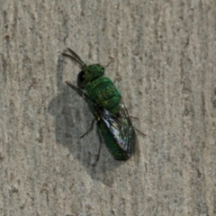 Chrysididae (family) at Scullin, ACT - 22 May 2024