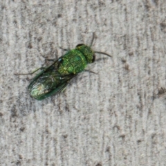 Chrysididae (family) at Scullin, ACT - 22 May 2024