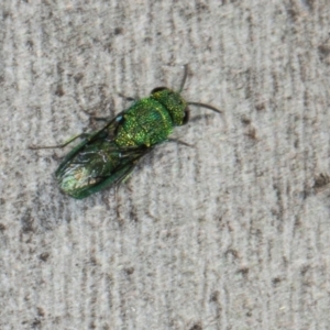 Chrysididae (family) at Scullin, ACT - 22 May 2024