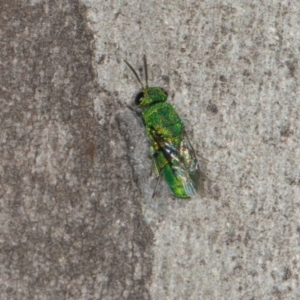 Chrysididae (family) at Scullin, ACT - 22 May 2024