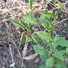 Ligustrum lucidum (Large-leaved Privet) at Hackett, ACT - 22 May 2024 by abread111