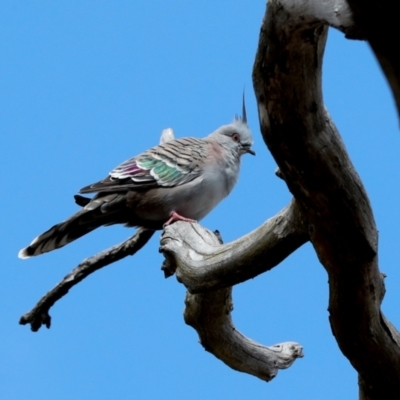 Ocyphaps lophotes (Crested Pigeon) at Hawker, ACT - 27 Mar 2024 by AlisonMilton