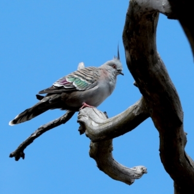 Ocyphaps lophotes at Hawker, ACT - 27 Mar 2024 by AlisonMilton