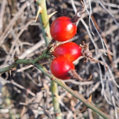 Rosa rubiginosa (Sweet Briar, Eglantine) at Hackett, ACT - 22 May 2024 by abread111