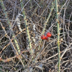 Rosa rubiginosa at Mount Ainslie - 22 May 2024