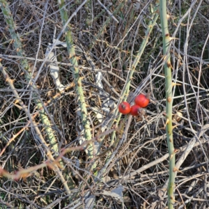 Rosa rubiginosa at Mount Ainslie - 22 May 2024 02:10 PM